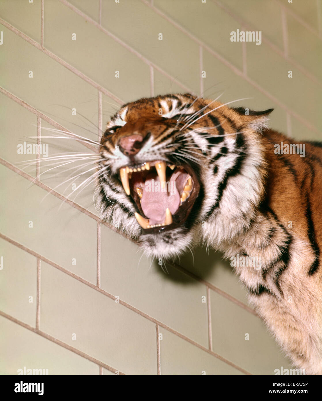 1960 1960s HEAD SHOT PORTRAIT ROARING SNARLING GROWLING MEAN SUMATRAN NAROPI TIGER TEETH FANGS WHISKERS RETRO Stock Photo