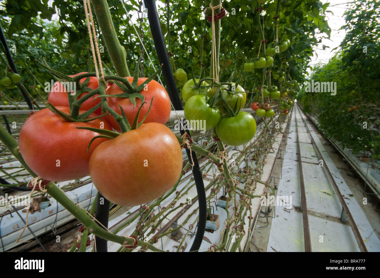 Hydroponically grown tomatoes in a large industrial green house Stock