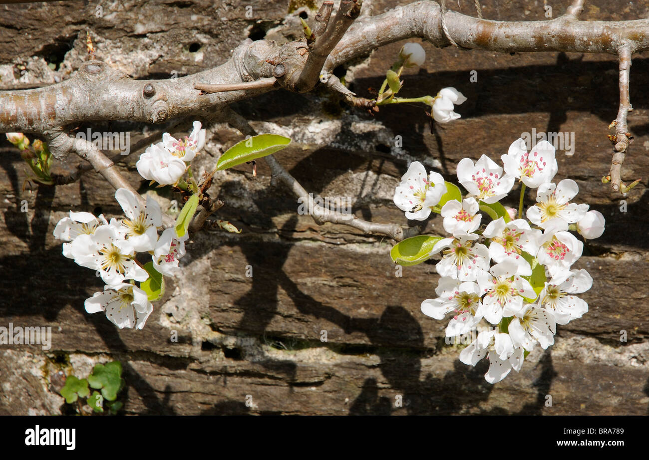 Blossom on a pear tree named Doyenne du Comice Stock Photo