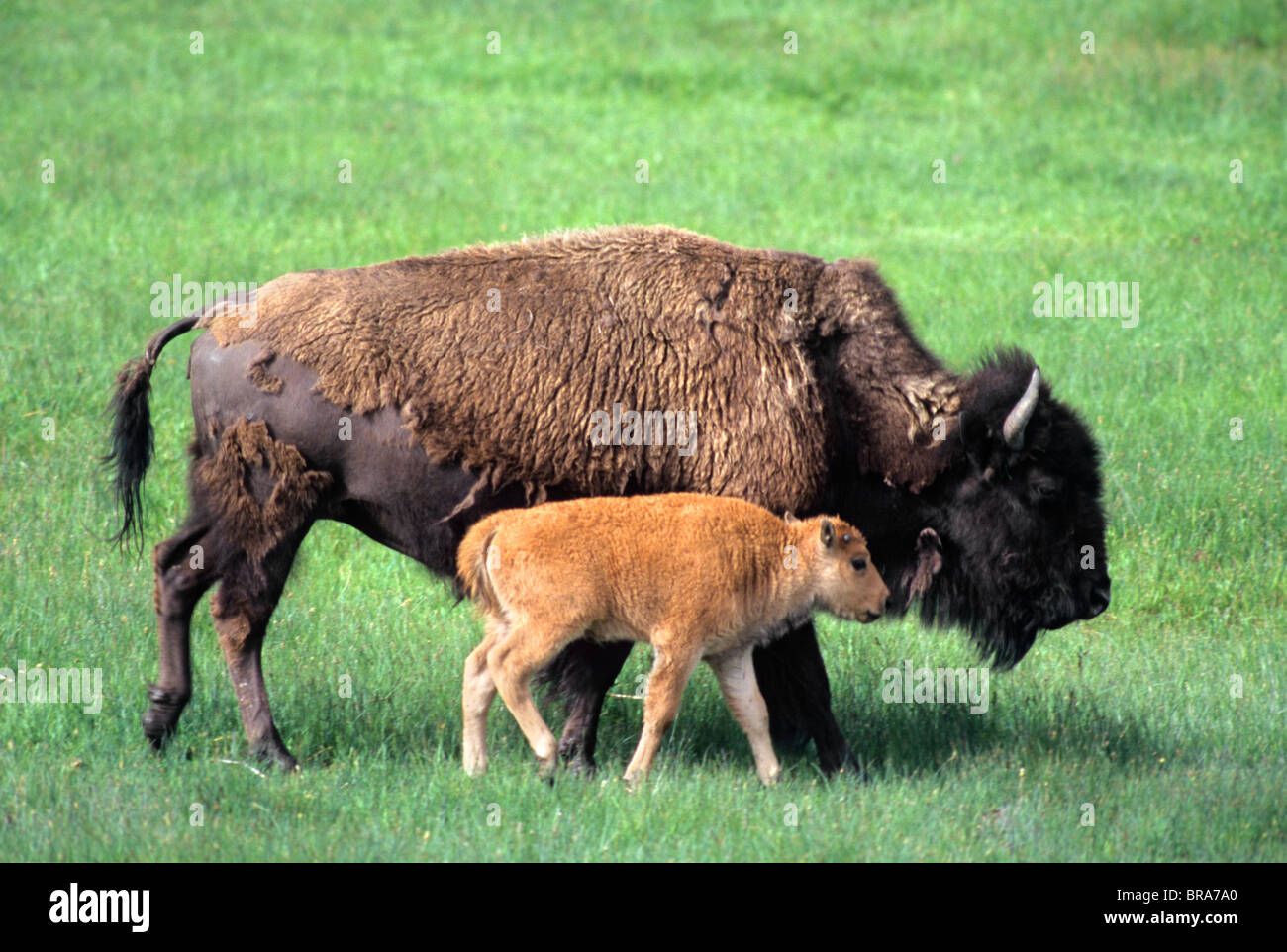 BISON CALF WALKING ALONGSIDE COW YELLOWSTONE NATIONAL PARK WY Stock ...