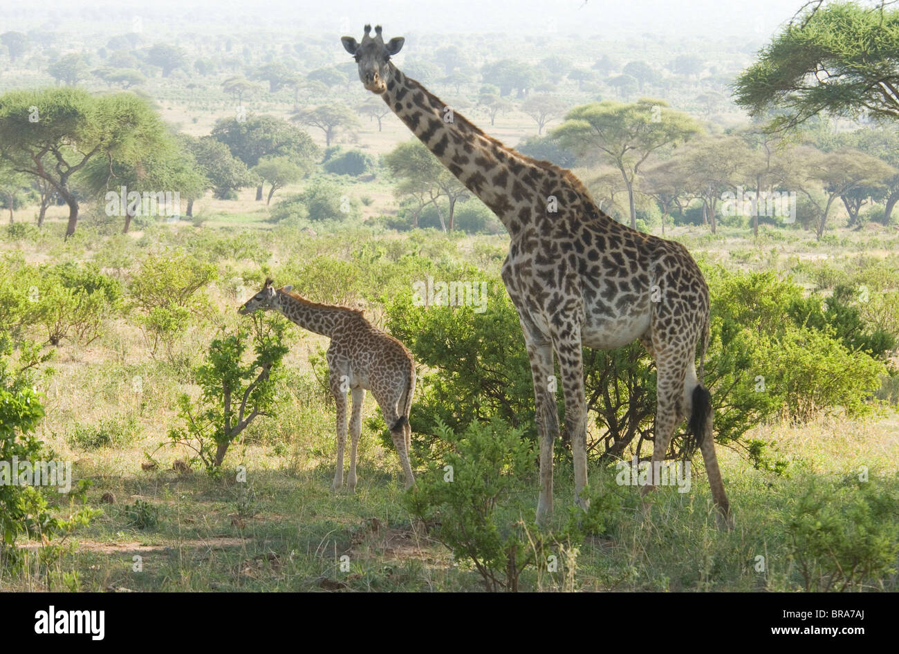 GIRAFFE AND BABY TARANGIRE NATIONAL PARK TANZANIA AFRICA Stock Photo
