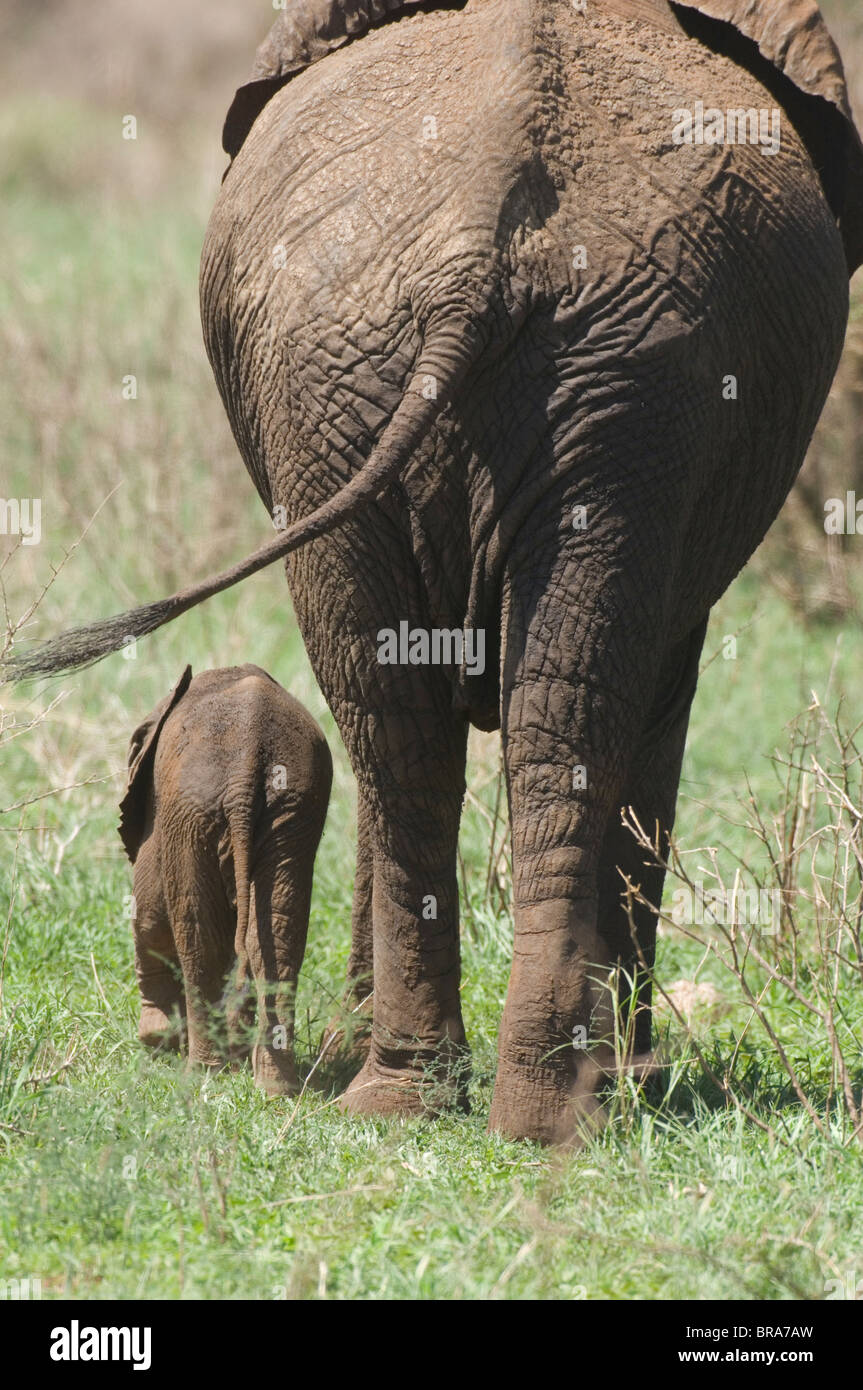 BABY ELEPHANT AND MOTHER REAR VIEW TARANGIRE NATIONAL PARK TANZANIA Stock Photo