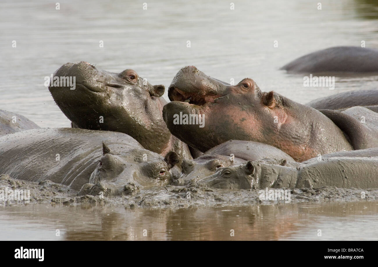 GROUP OF HIPPOS IN WATER SERENGETI NATIONAL PARK TANZANIA AFRICA Stock Photo