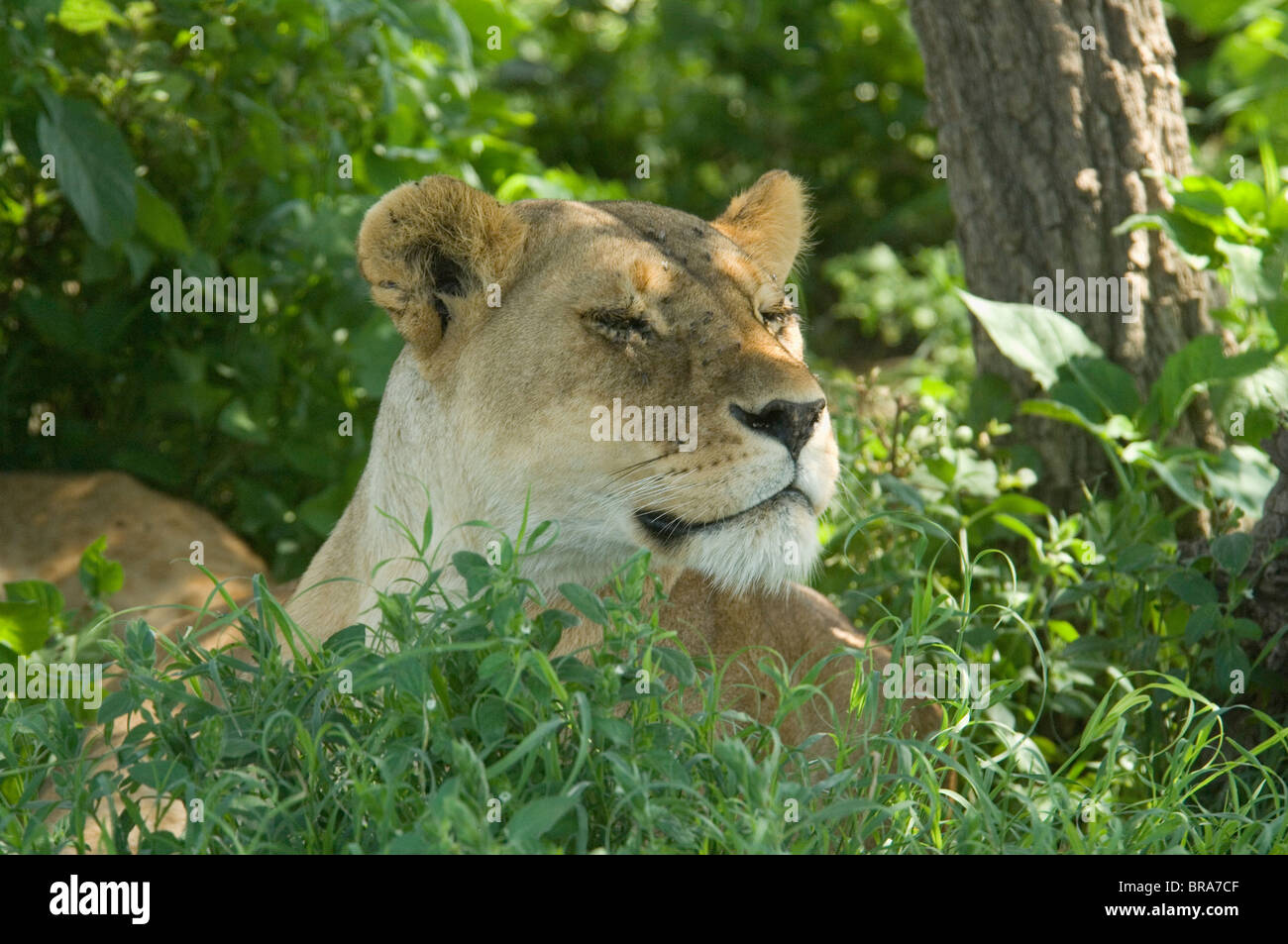 FEMALE LION PEERING OUT OF WOOD SERENGETI NATIONAL PARK TANZANIA AFRICA Stock Photo