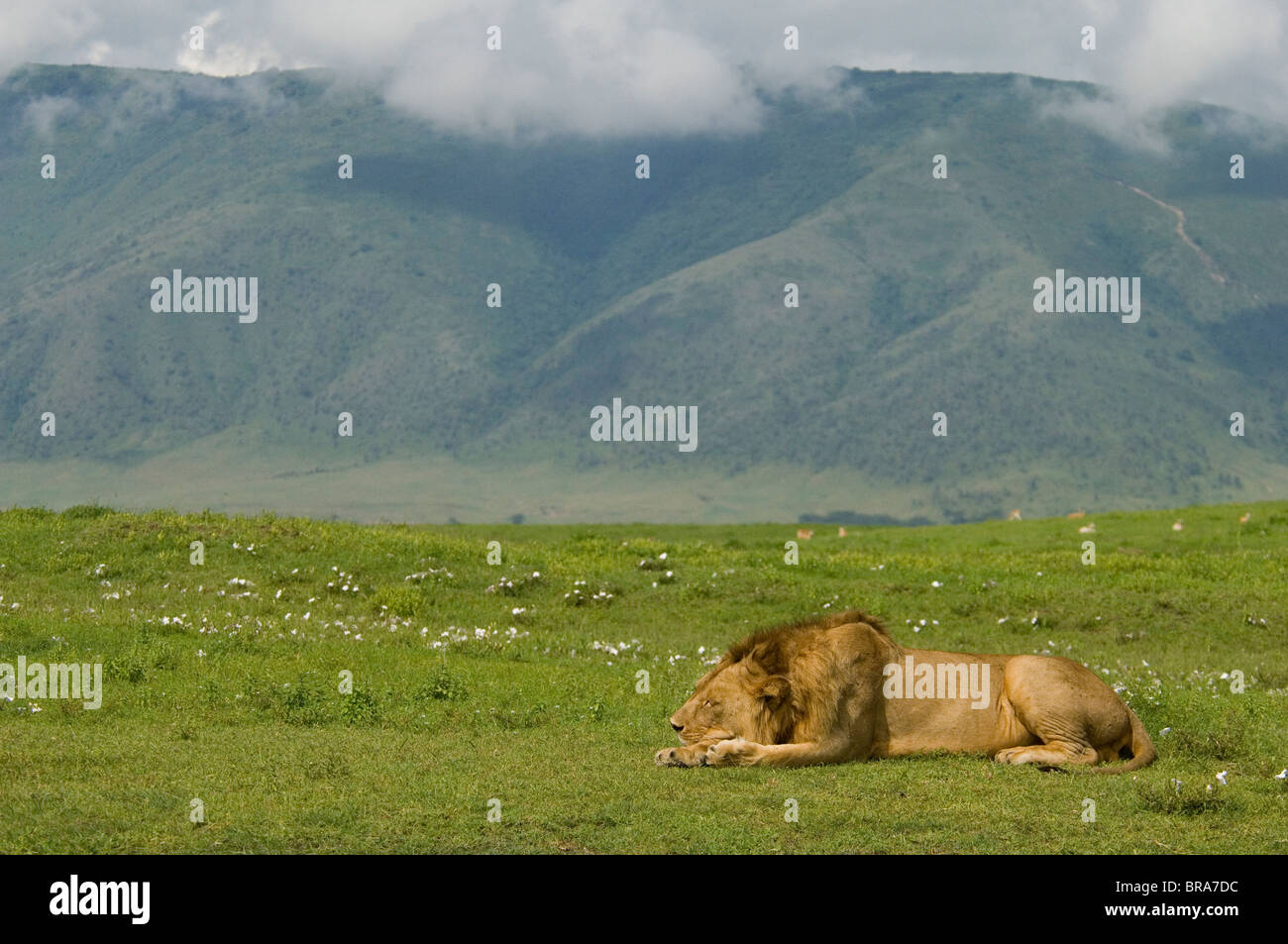 MALE LION RESTING ASLEEP IN PLAINS OF NGORONGORO CRATER TANZANIA AFRICA Stock Photo