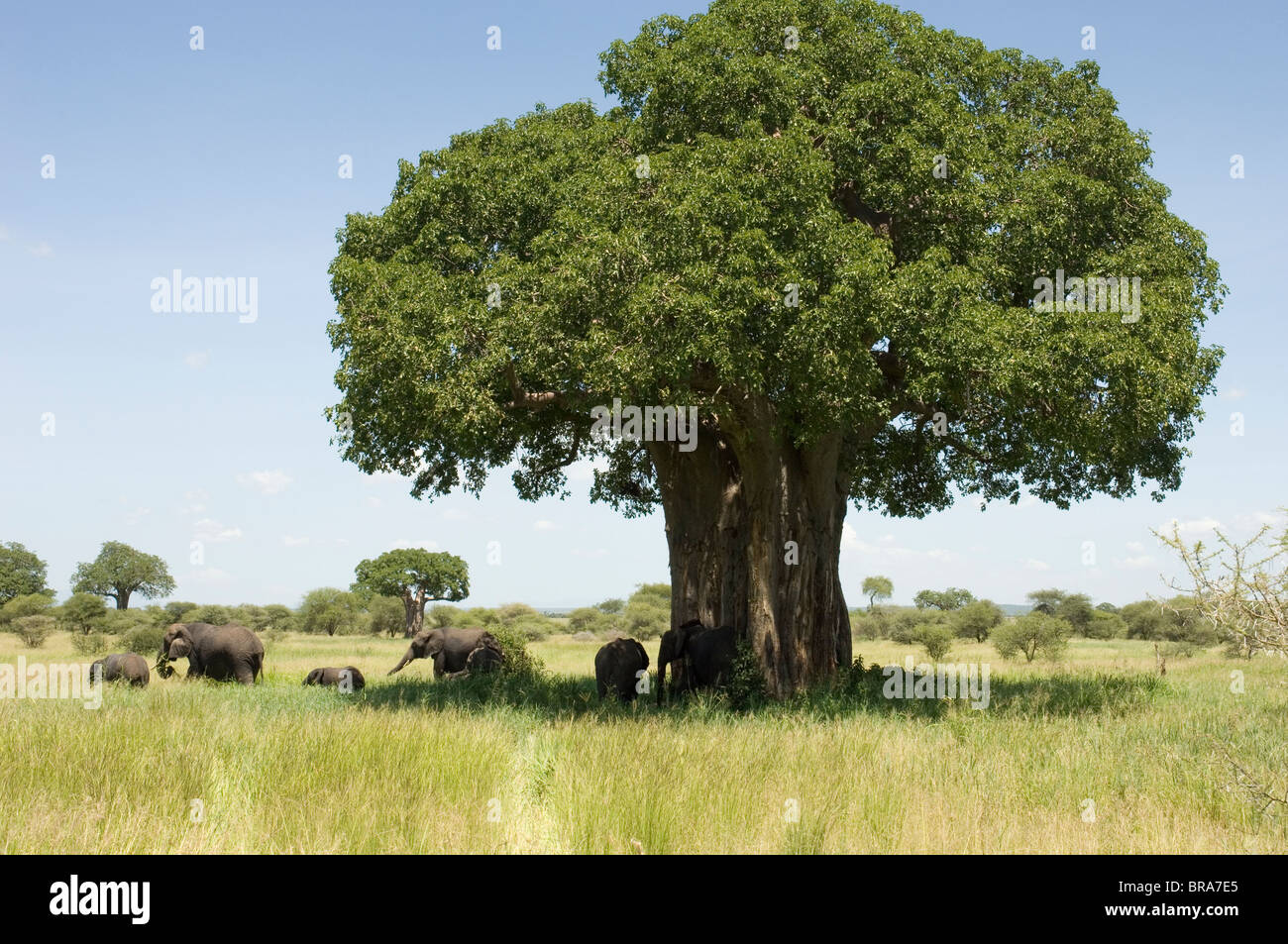 ELEPHANTS IN SHADE OF BAOBAB TREE TARANGIRE NATIONAL PARK TANZANIA AFRICA Stock Photo