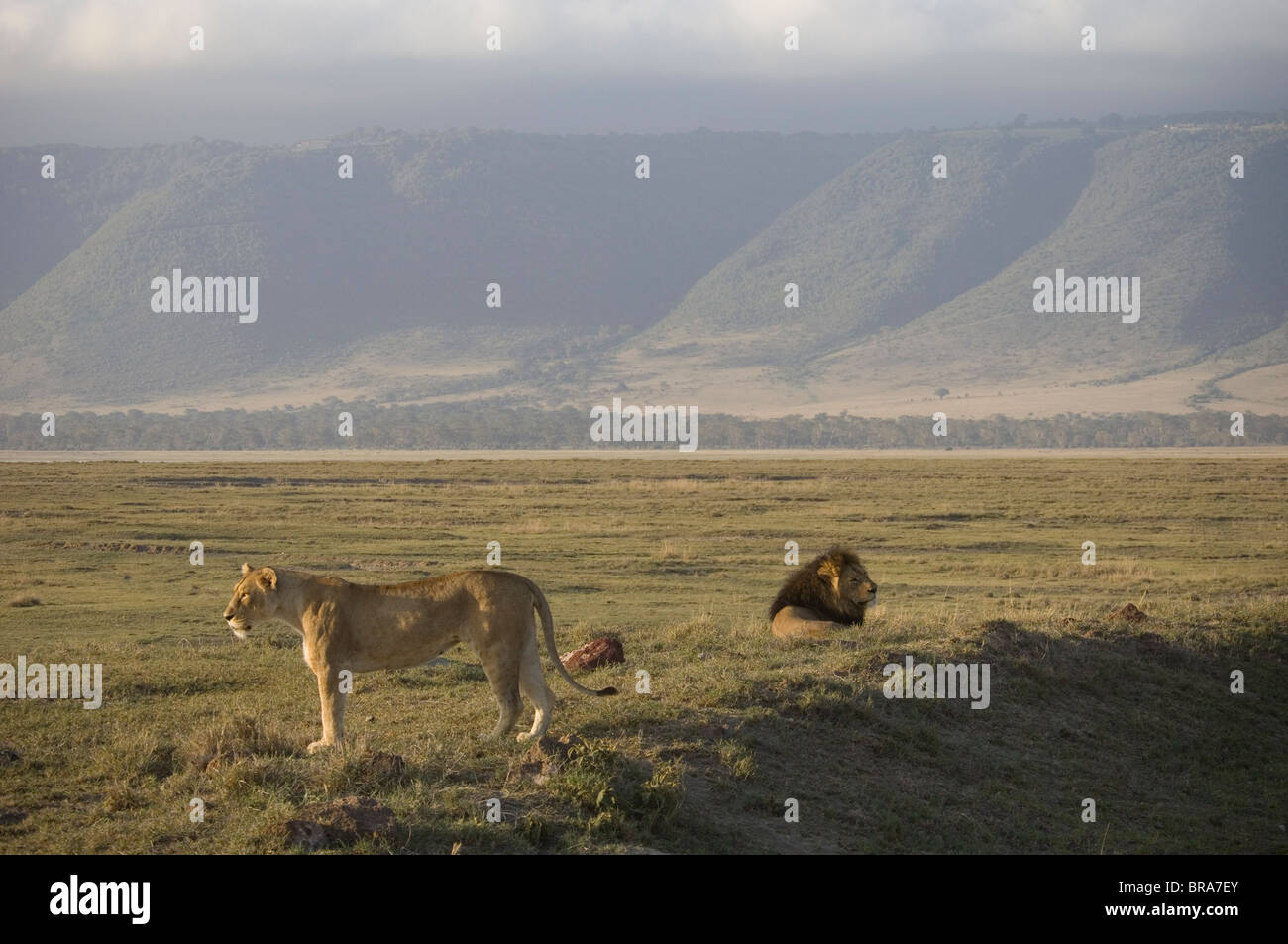 LION AND STANDING LIONESS ON PLAINS NGORONGORO CRATER TANZANIA AFRICA Stock Photo
