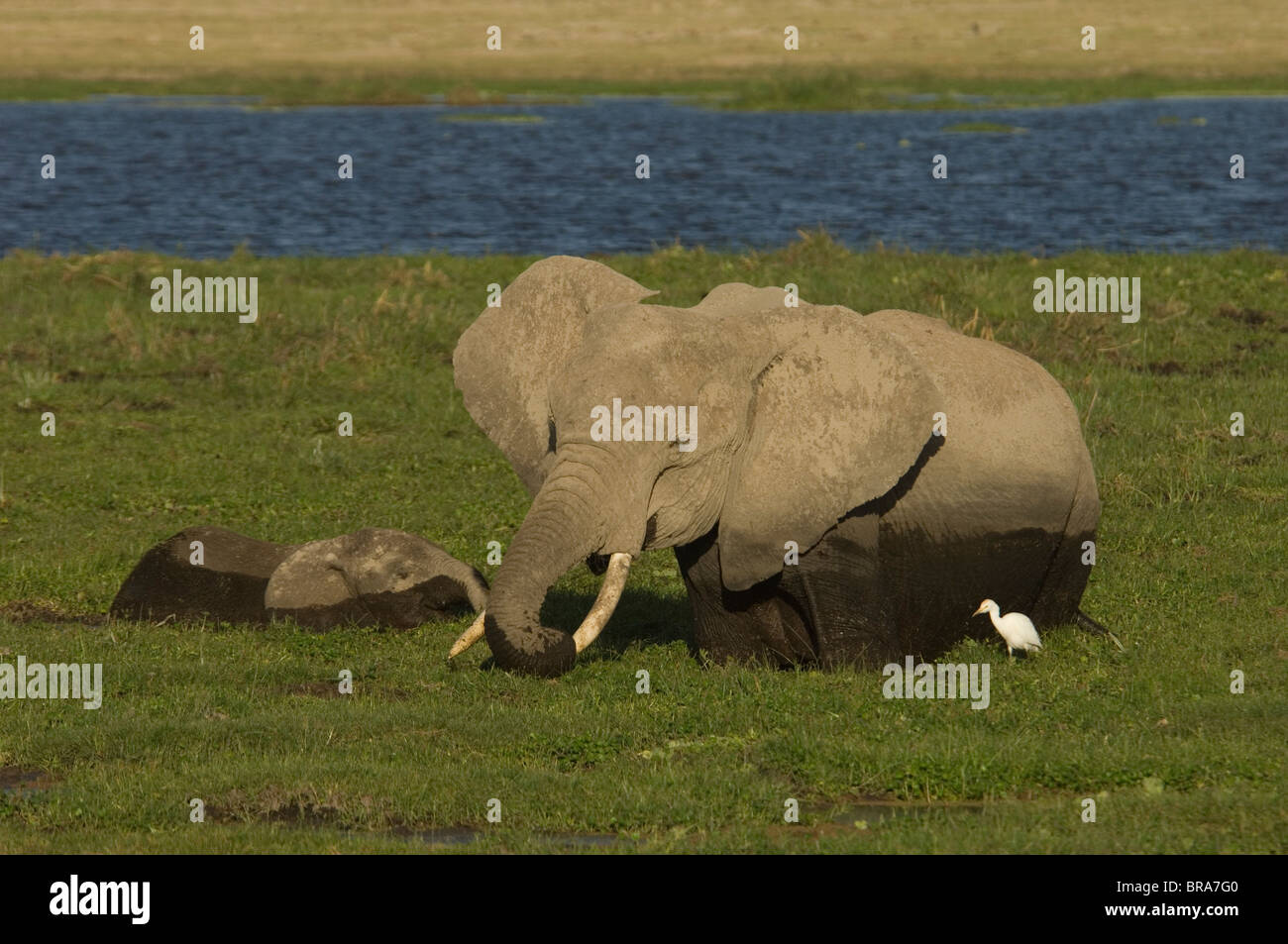 ELEPHANT COW AND YOUNG WADING IN MARSHY GRASS WITH WHITE BIRD NGORONGORO CRATER TANZANIA AFRICA Stock Photo