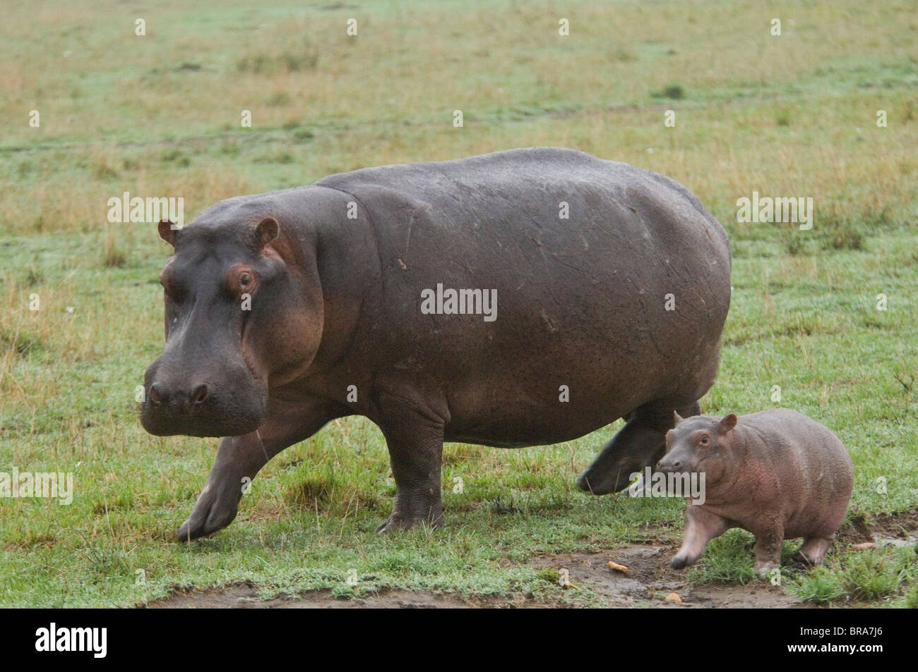 HIPPO COW AND CALF RUNNING MASAI MARA NATIONAL RESERVE KENYA AFRICA Stock Photo