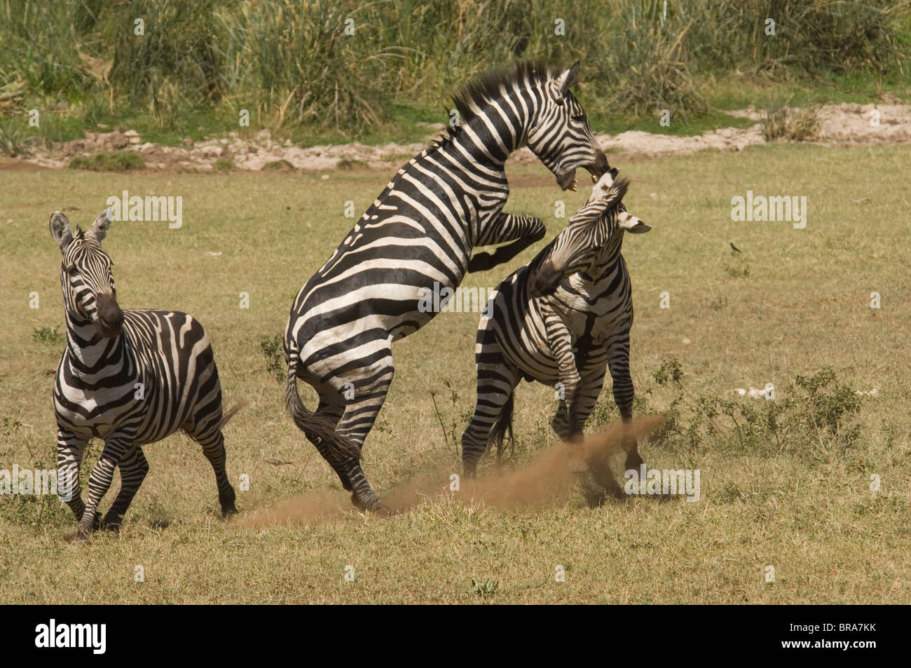 FIGHTING ZEBRAS NGORONGORO CRATER TANZANIA AFRICA Stock Photo