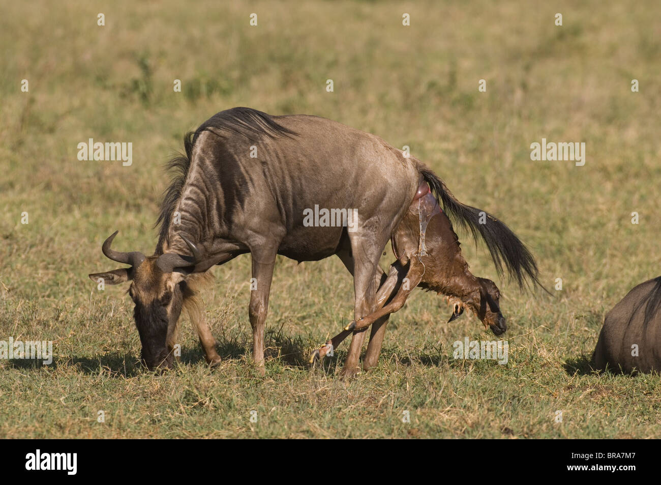 WILDEBEEST GIVING BIRTH TO YOUNG NGORONGORO CRATER TANZANIA AFRICA Stock Photo
