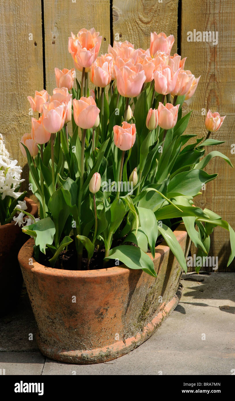 Tulips flowering in a clay pot. A patio display of pink in Spring ...
