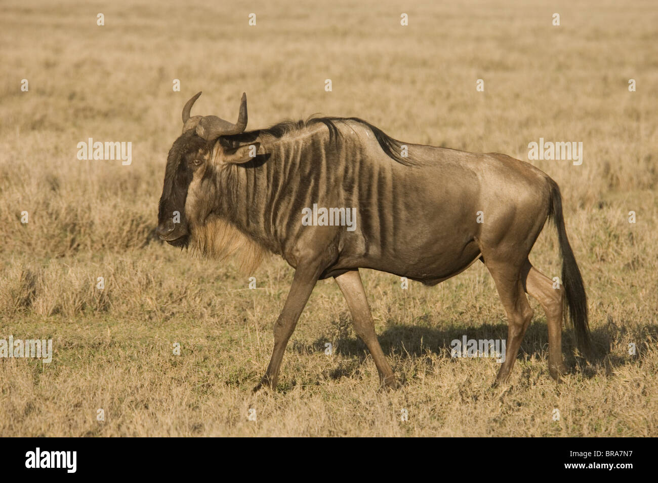 FULL BODY PROFILE OF GNU WILDEBEEST SERENGETI TANZANIA AFRICA Stock Photo