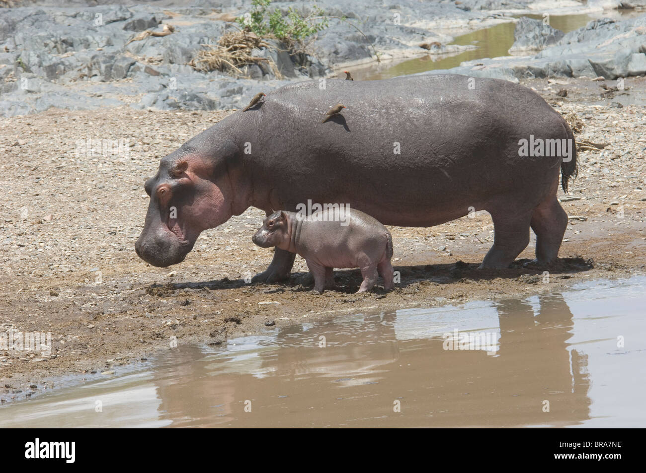 HIPPO AND CALF BY WATER SERENGETI TANZANIA AFRICA Stock Photo