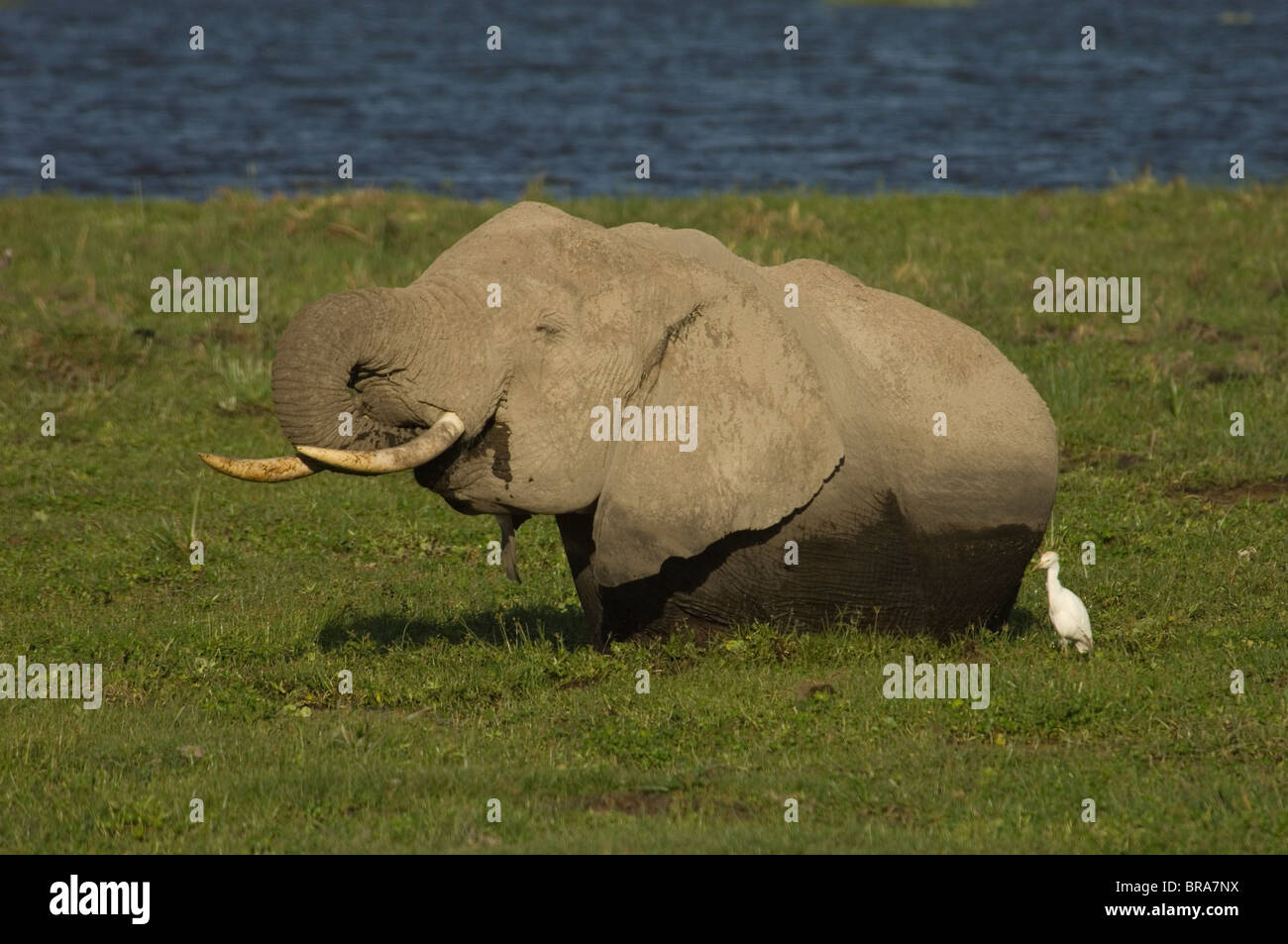 Kz5452 Hi res Stock Photography And Images Alamy