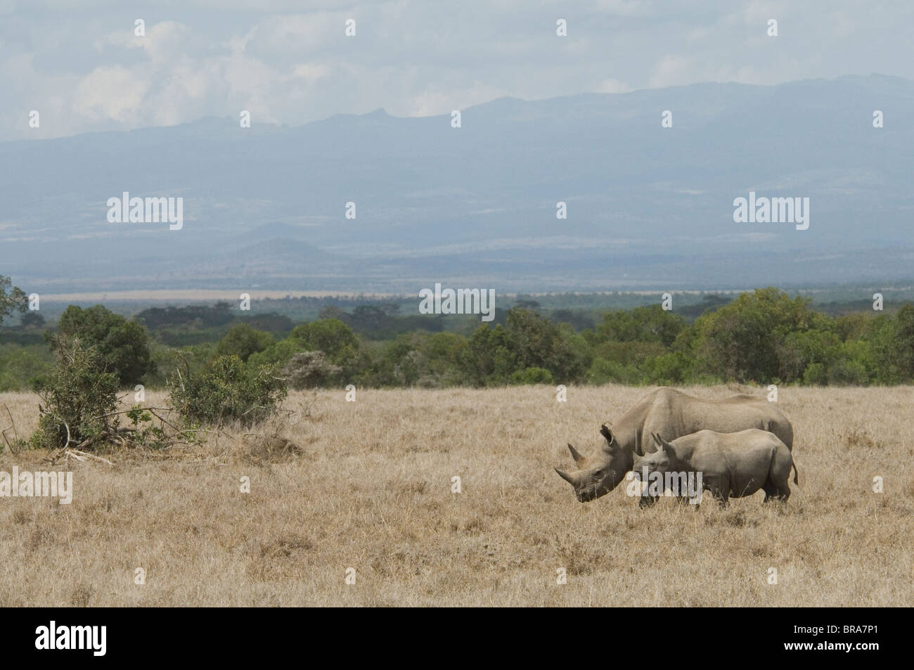 WHITE RHINO COW AND CALF TANZANIA AFRICA Stock Photo