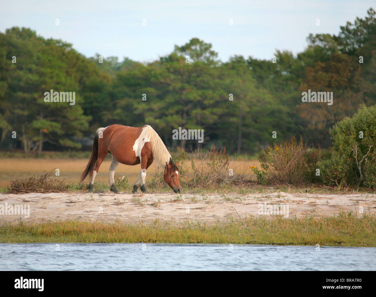 one wild pony from the Virginia herd at Assateague National Park grazing near the water edge Stock Photo
