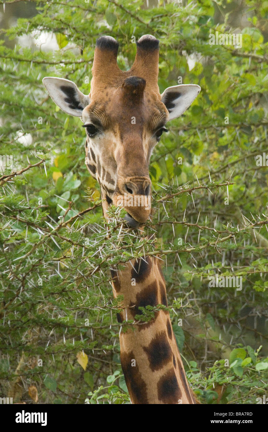CLOSE-UP HEAD ROTHSCHILD GIRAFFE EATING THORNY BRANCH LAKE NAKURU NATIONAL PARK KENYA AFRICA Stock Photo