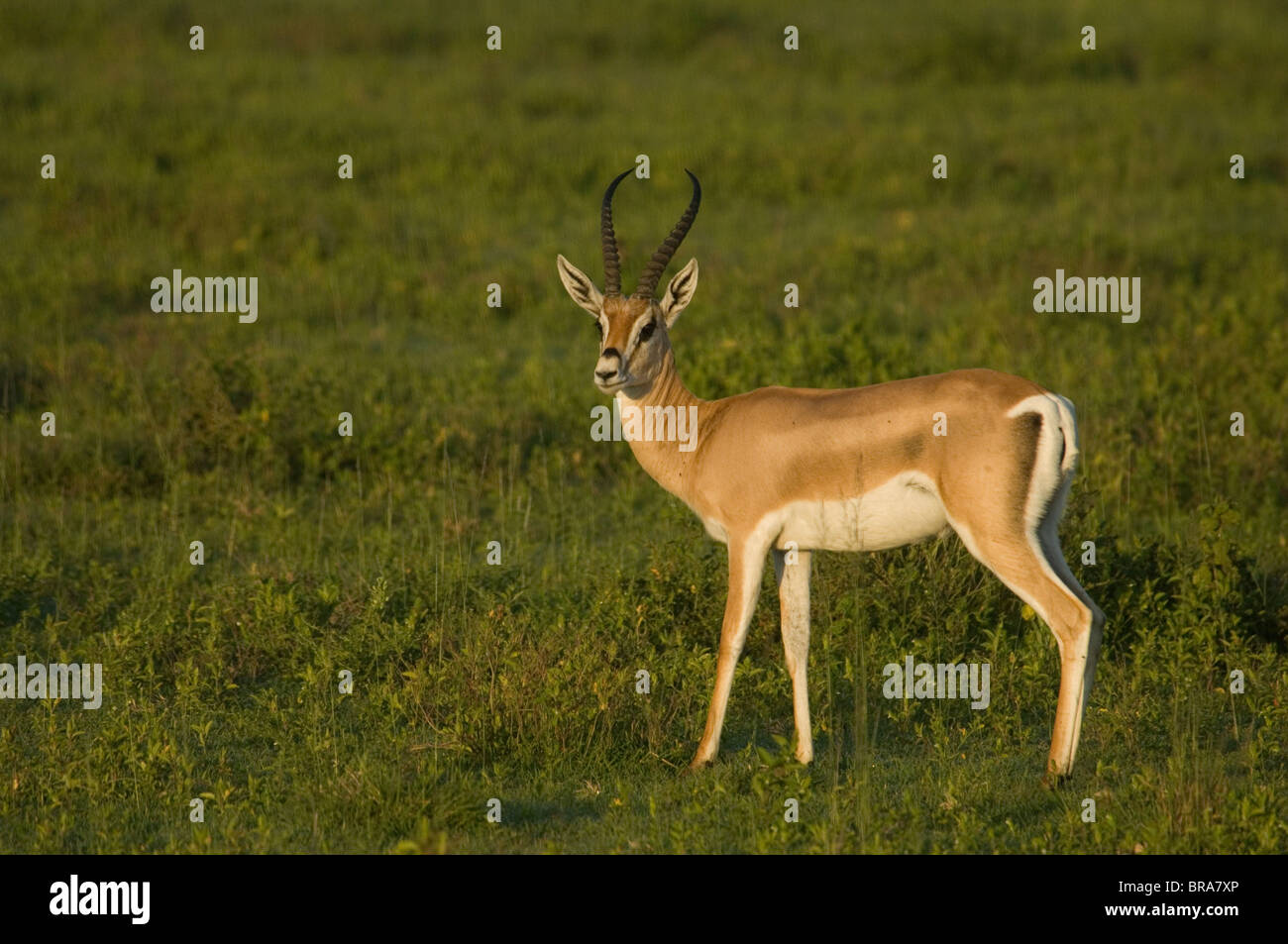 Gazelle standing hi-res stock photography and images - Alamy