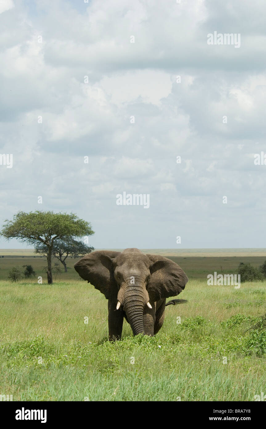 ELEPHANT STANDING IN PLAINS SERENGETI NATIONAL PARK TANZANIA AFRICA Stock Photo