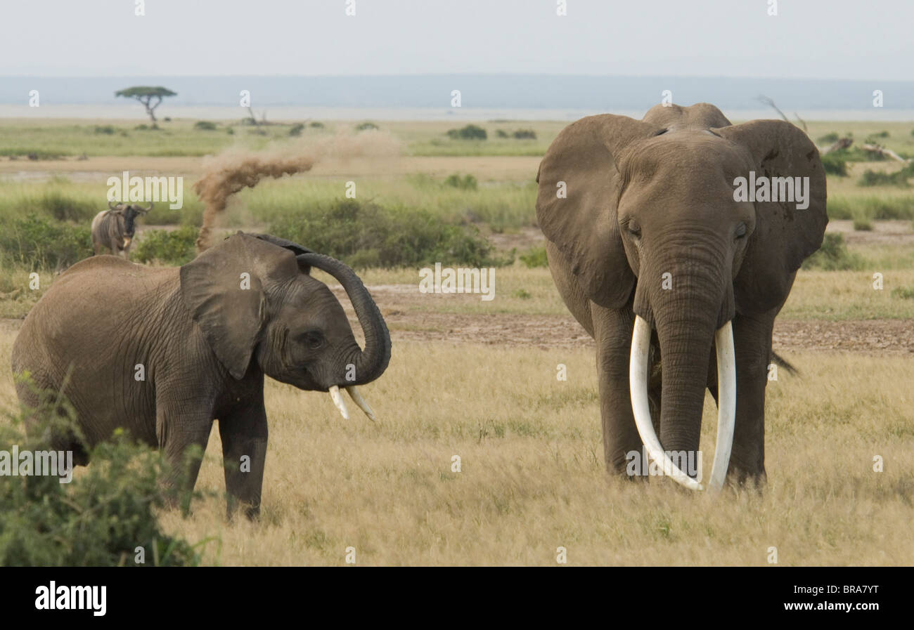 ELEPHANT WITH LARGE TUSKS AND YOUNGER ONE GIVING HIMSELF A DUST DIRT BATH AMBOSELI NATIONAL PARK KENYA AFRICA Stock Photo