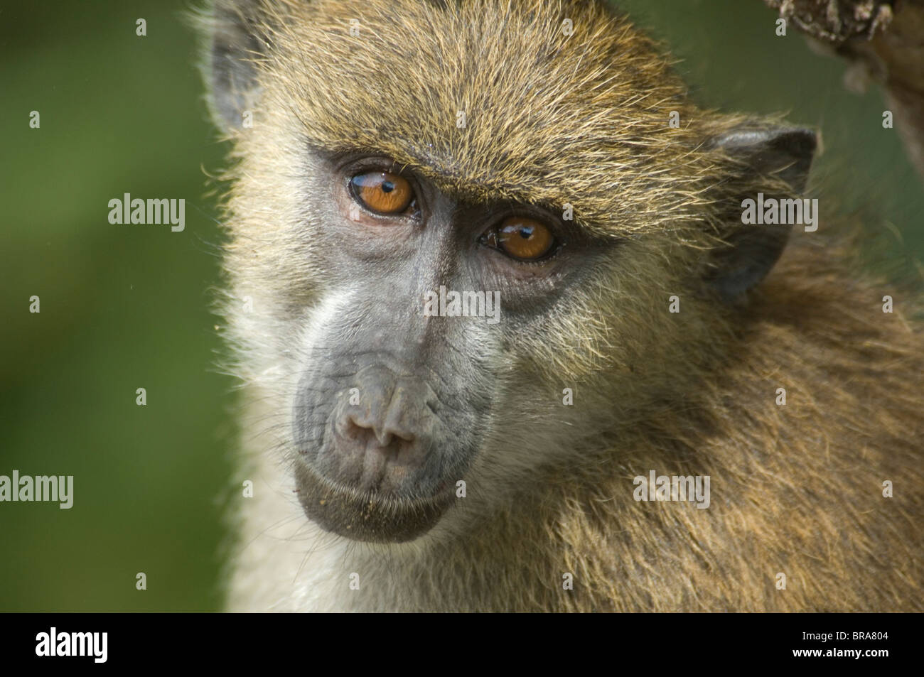 CLOSE-UP FACE OF YELLOW BABOON IN TREE AMBOSELI NATIONAL PARK KENYA AFRICA Stock Photo