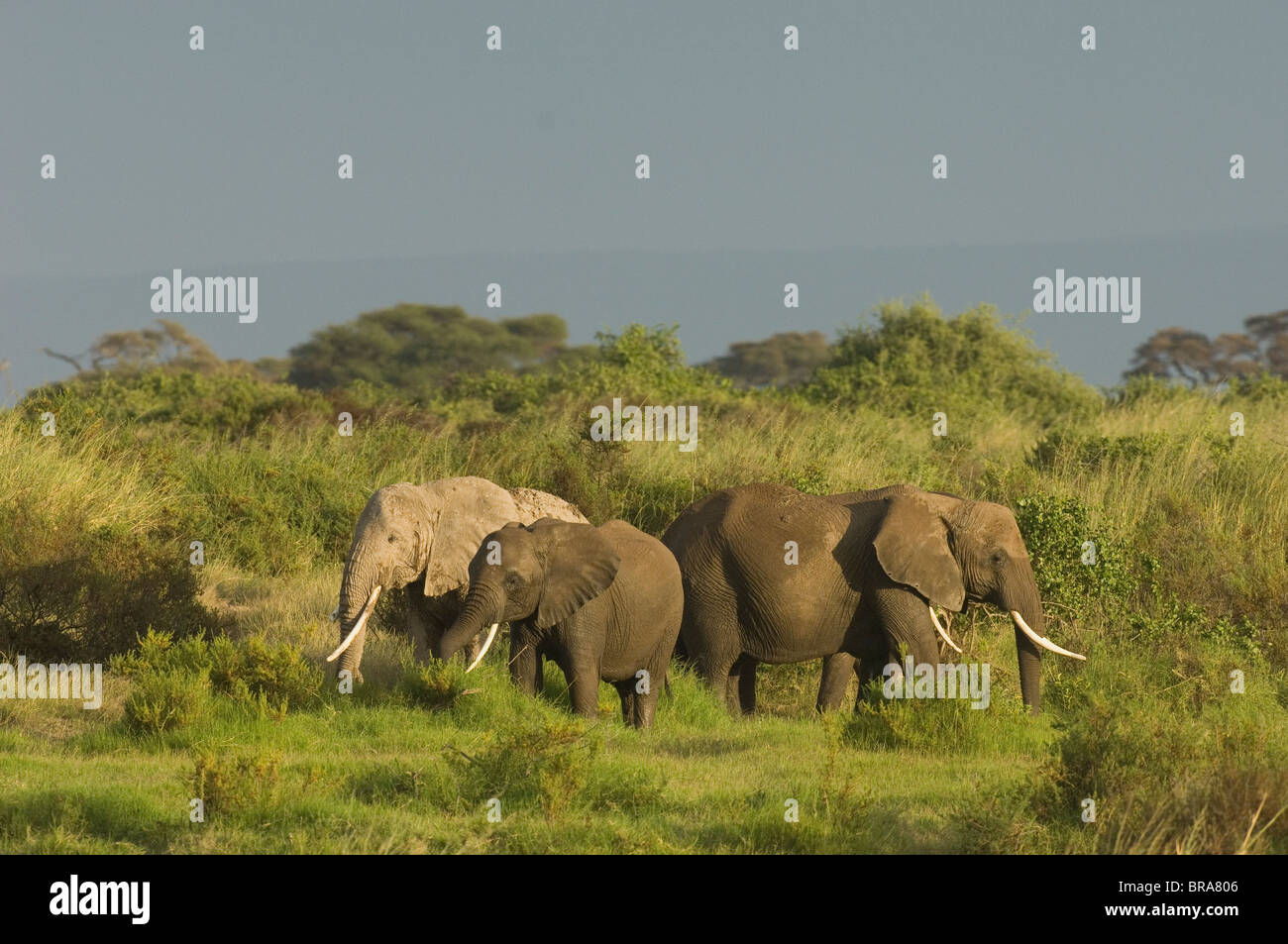 THREE ELEPHANTS IN GREEN LANDSCAPE AMBOSELI NATIONAL PARK KENYA AFRICA Stock Photo