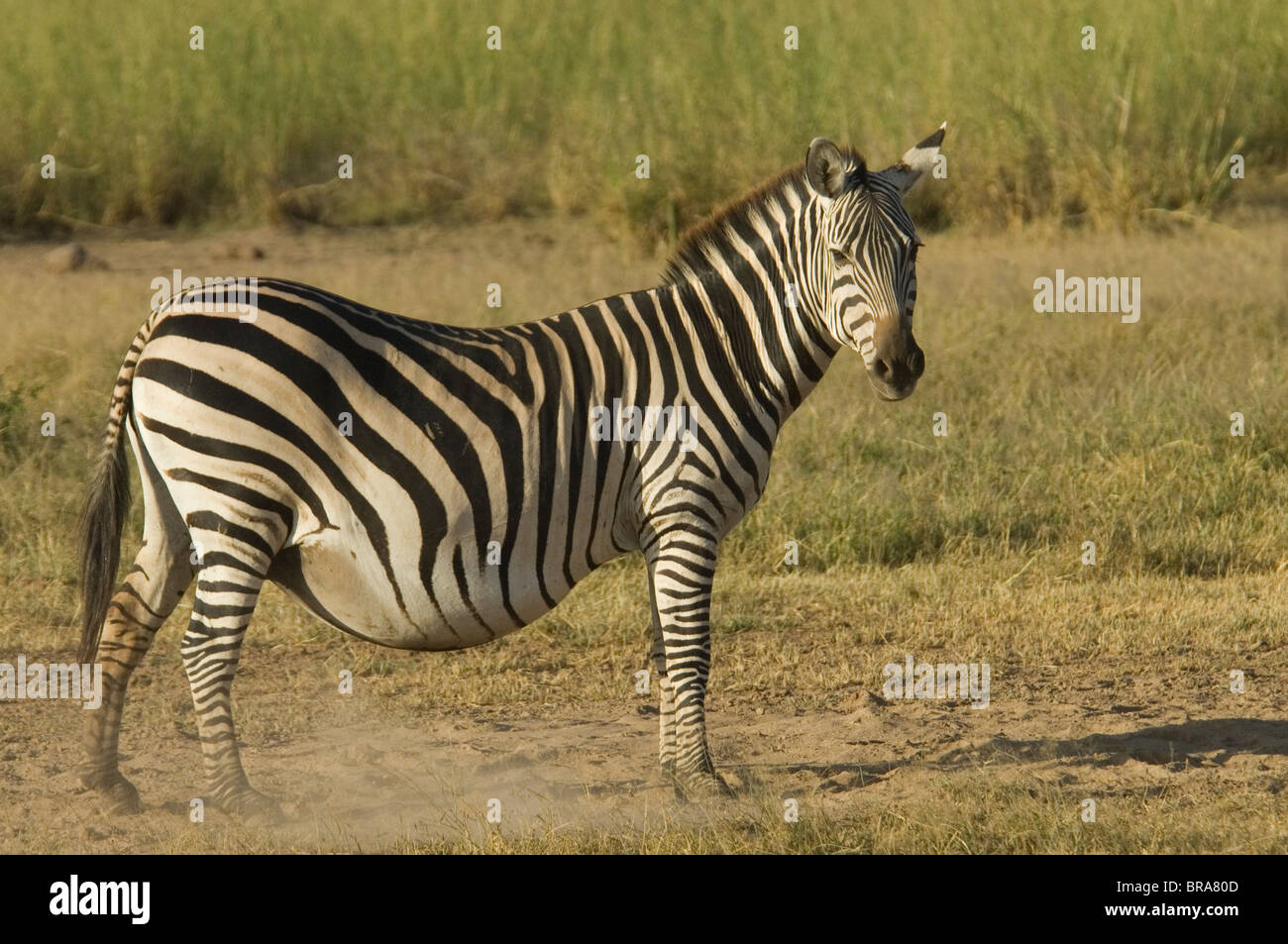 Very Pregnant Animals