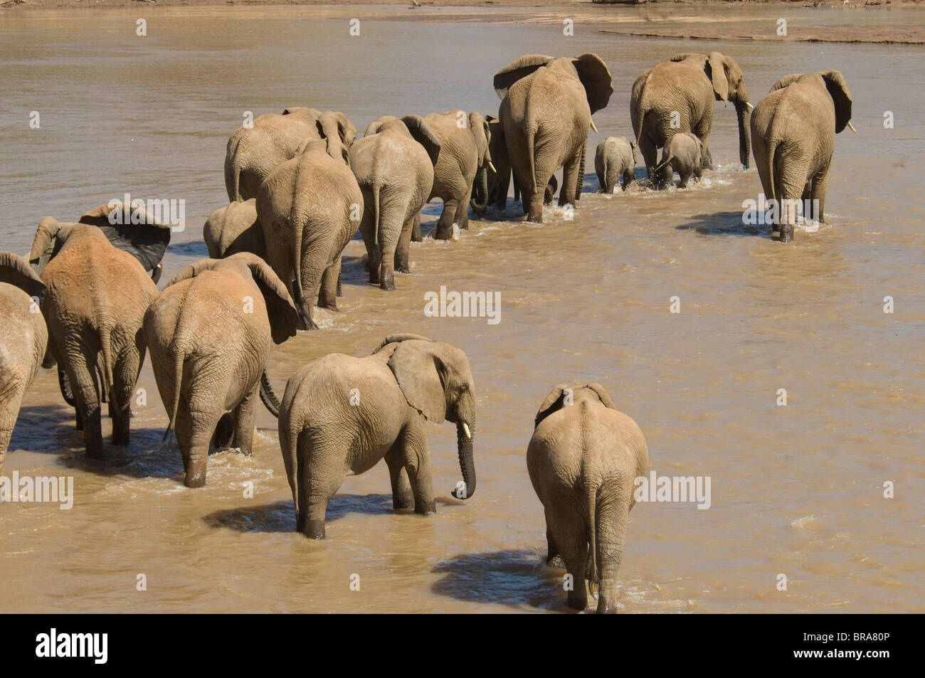 HERD OF ELEPHANTS loxodonta africana CROSSING UASO NYIRO RIVER SAMBURU NATIONAL RESERVE KENYA AFRICA Stock Photo