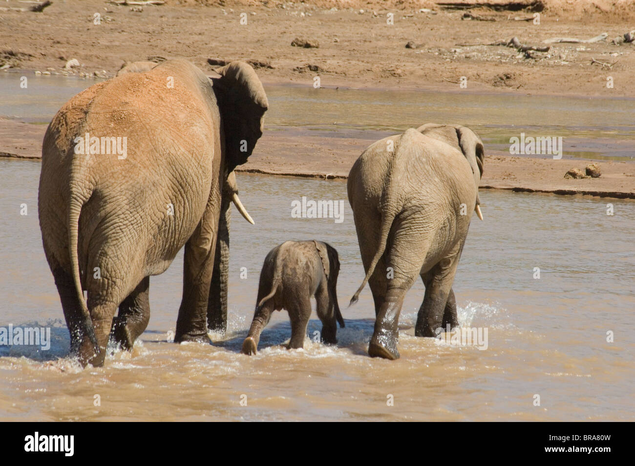 ELEPHANT FAMILY CROSSING THE UASO NYIRO RIVER SAMBURU NATIONAL RESERVE KENYA AFRICA Stock Photo