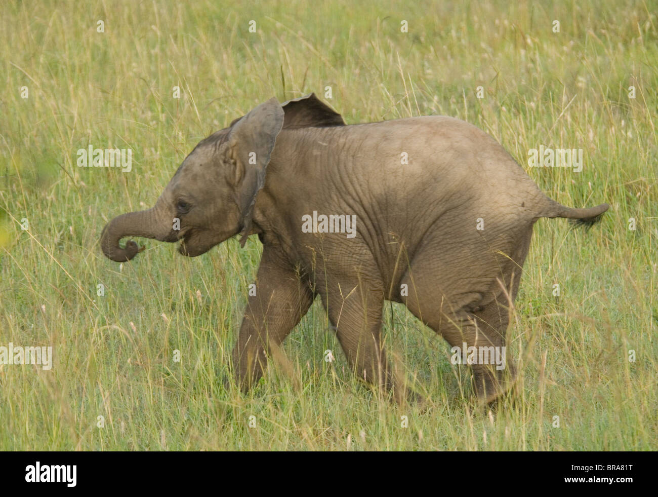 ELEPHANT BABY CALF WALKING IN GRASS loxodonta africana MASAI MARA NATIONAL RESERVE KENYA AFRICA Stock Photo