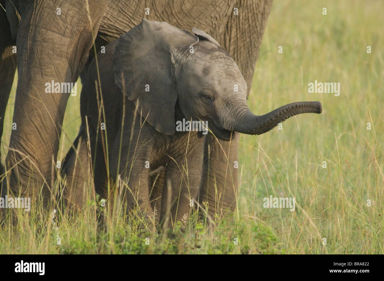 BABY ELEPHANT CALF STANDING UNDER LEGS OF PARENT MASAI MARA NATIONAL RESERVE KENYA AFRICA Stock Photo