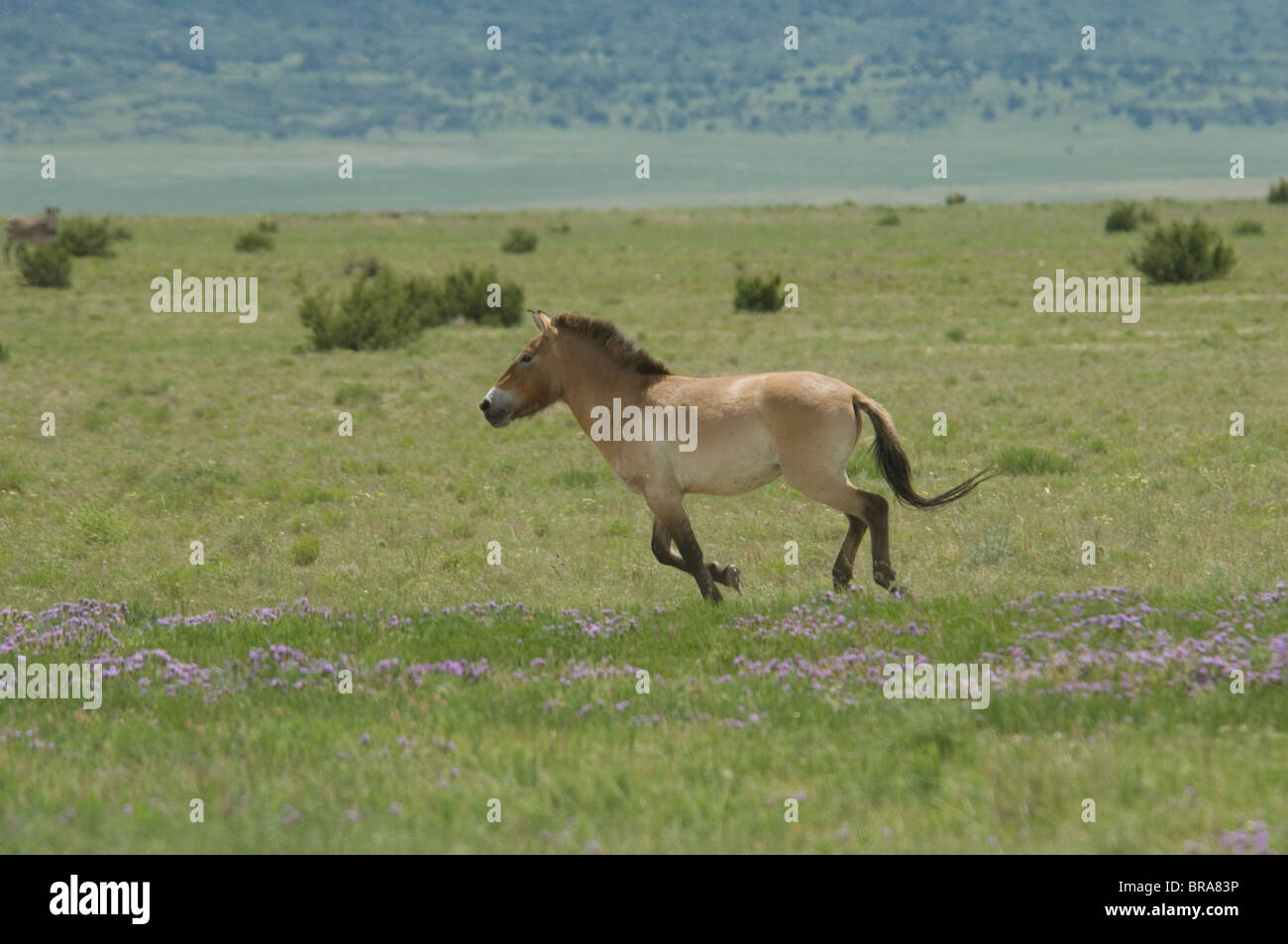 PRZEWALSKI'S HORSE EQUID ENDANGERED SPECIES AFRICA Stock Photo