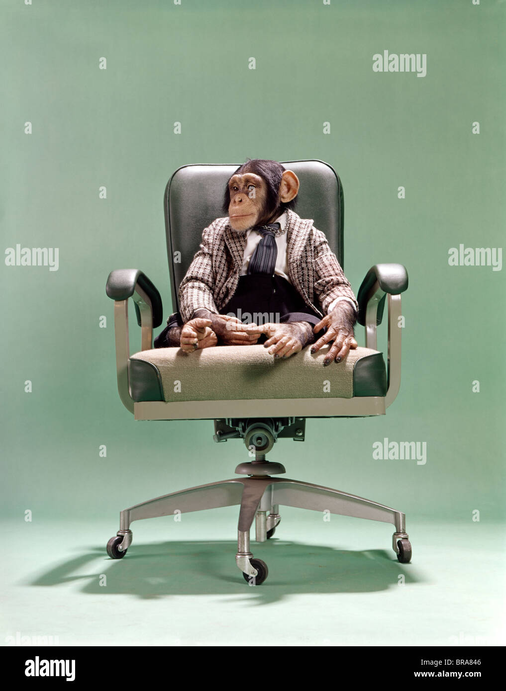 MONKEY SITTING ON CHAIR Stock Photo