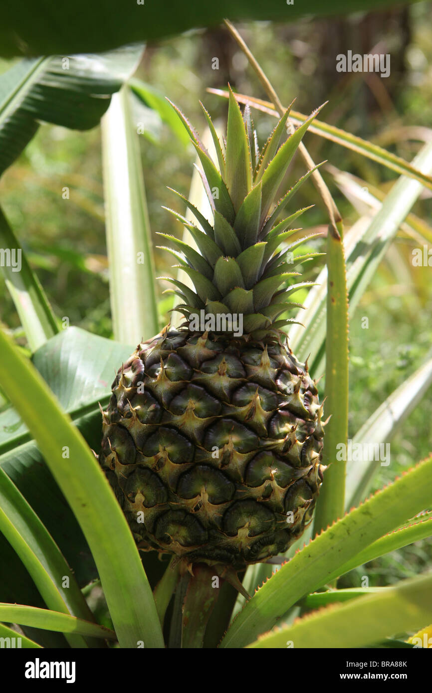 A Pineapple growing on a plantation in Ocho Rios Jamaica Stock Photo