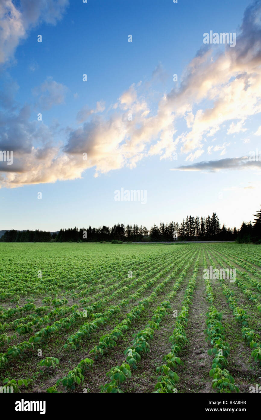 Field Of Soy Beans At Sunset; Thunder Bay, Ontario, Canada Stock Photo