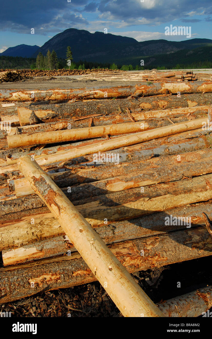 Canada timber paper mill hires stock photography and images Alamy