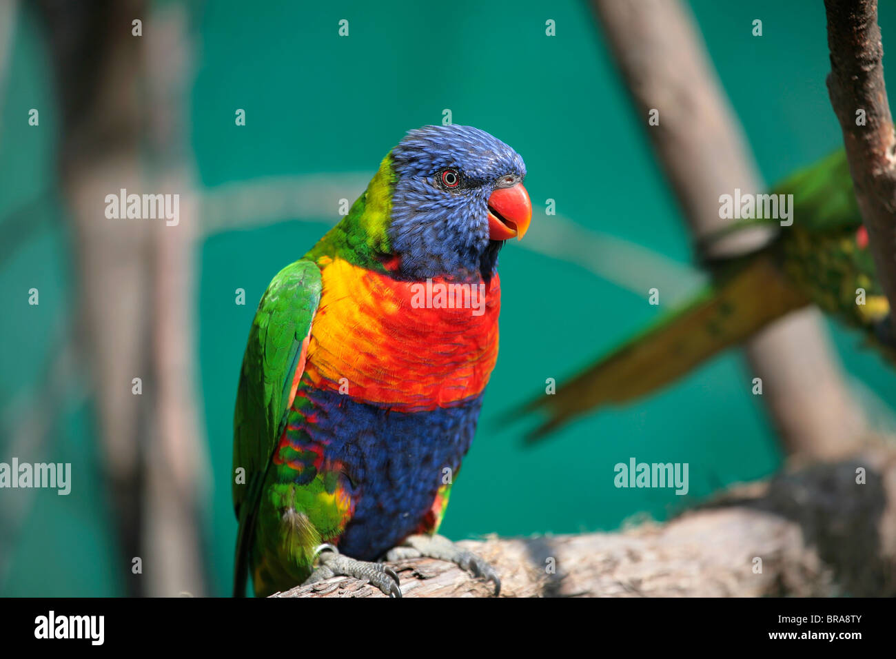 one small colorful lorikeet bird sitting on a branch Stock Photo