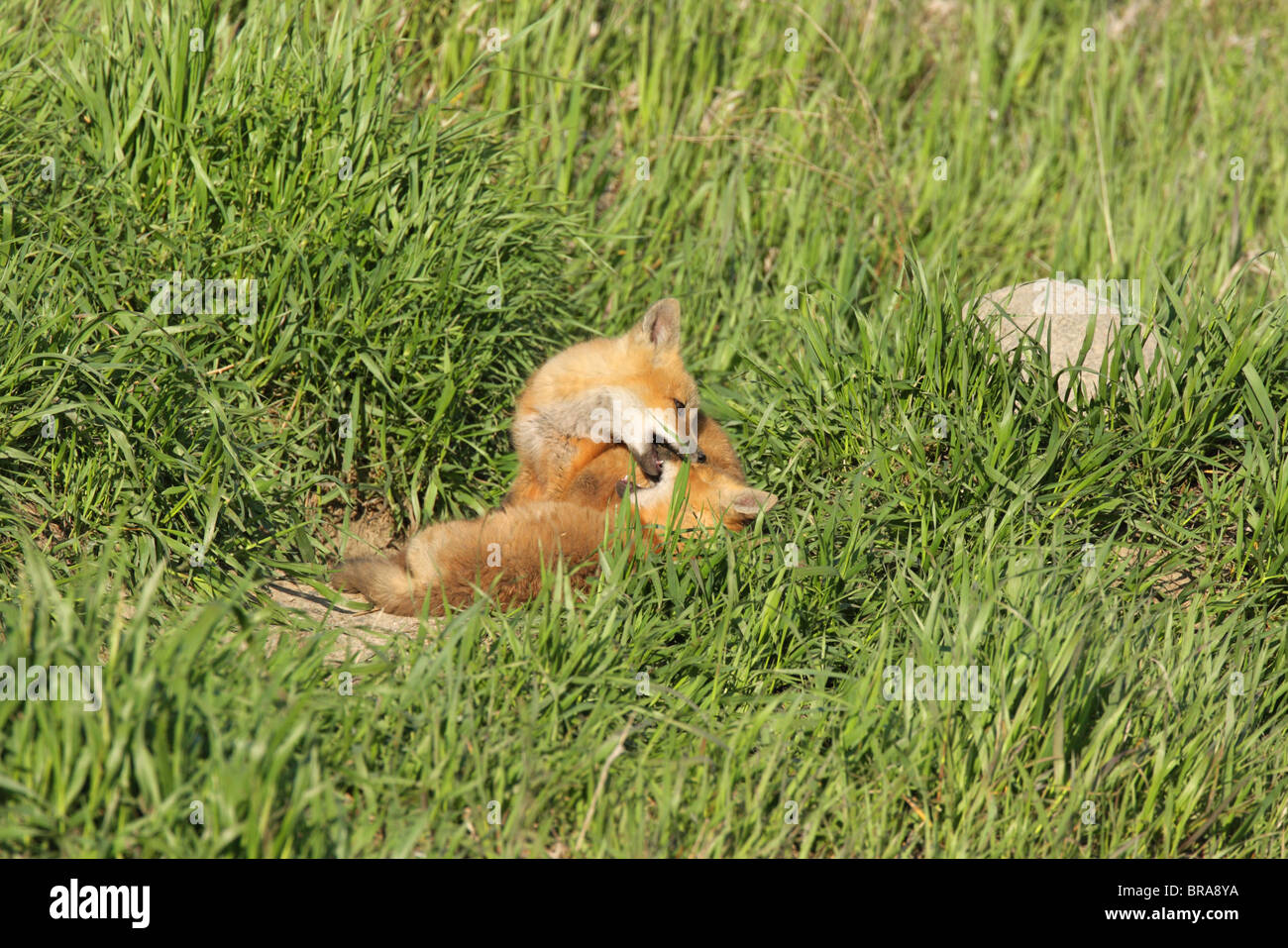 Red Fox Vulpes vulpes two cubs playing and rolling in long grass outside their den Stock Photo
