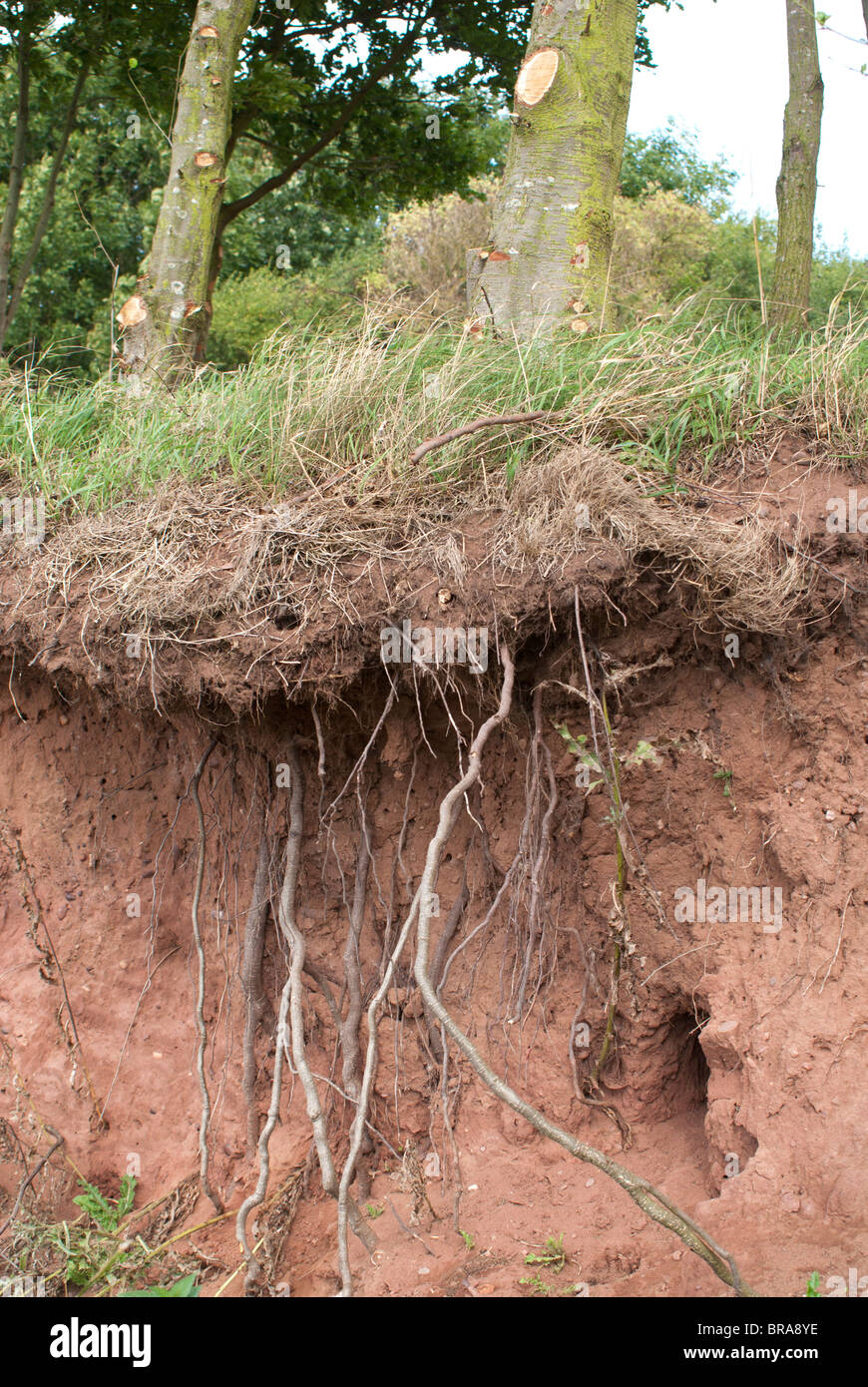 Tree roots underground hires stock photography and images Alamy