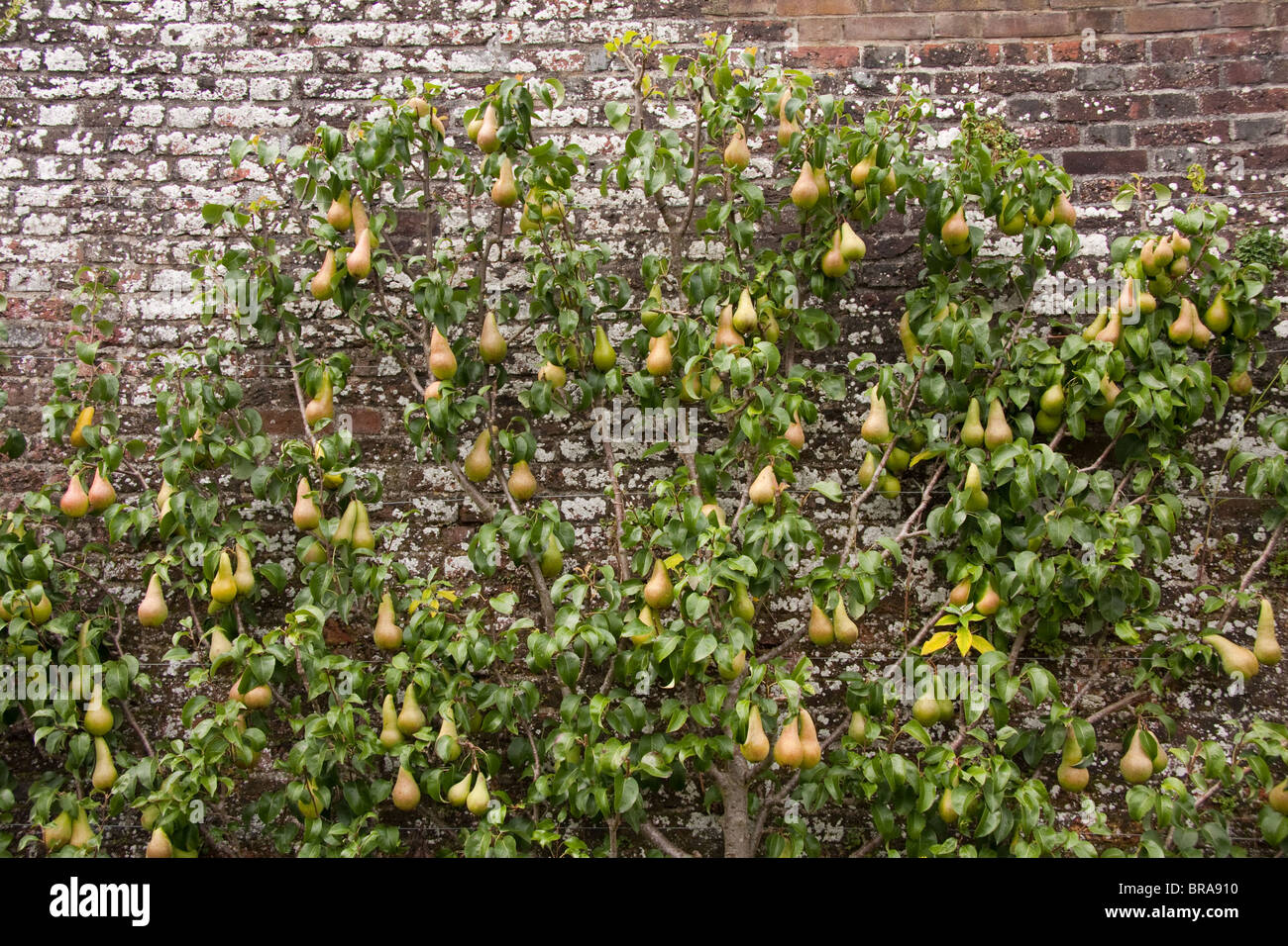 Pear tree, in fruit, fan trained against brick wall Stock Photo Alamy