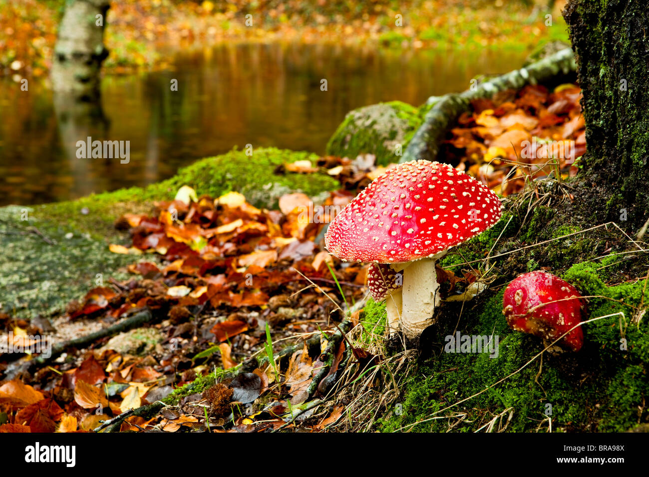 Close-up picture of a Amanita poisonous mushroom in nature Stock Photo