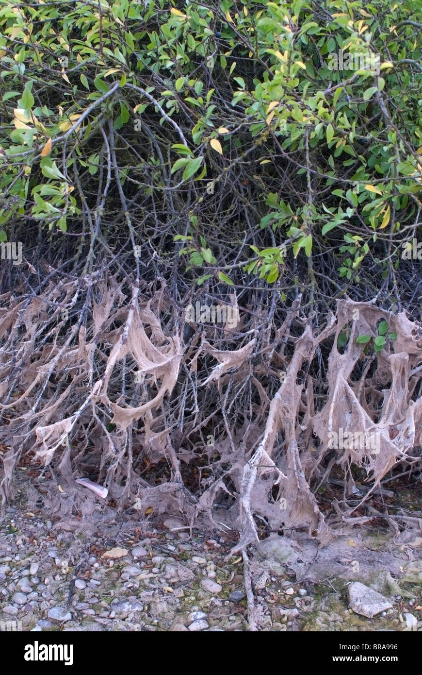 Flood Infected Tree Flood Damaged Trees Stock Photo - Alamy