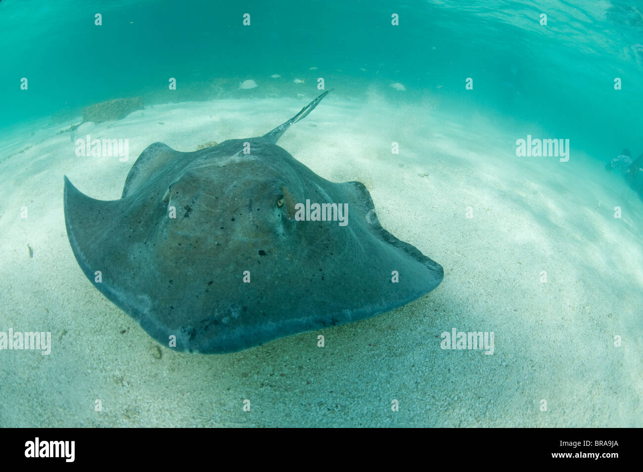 Types of Stingrays to Know - American Oceans
