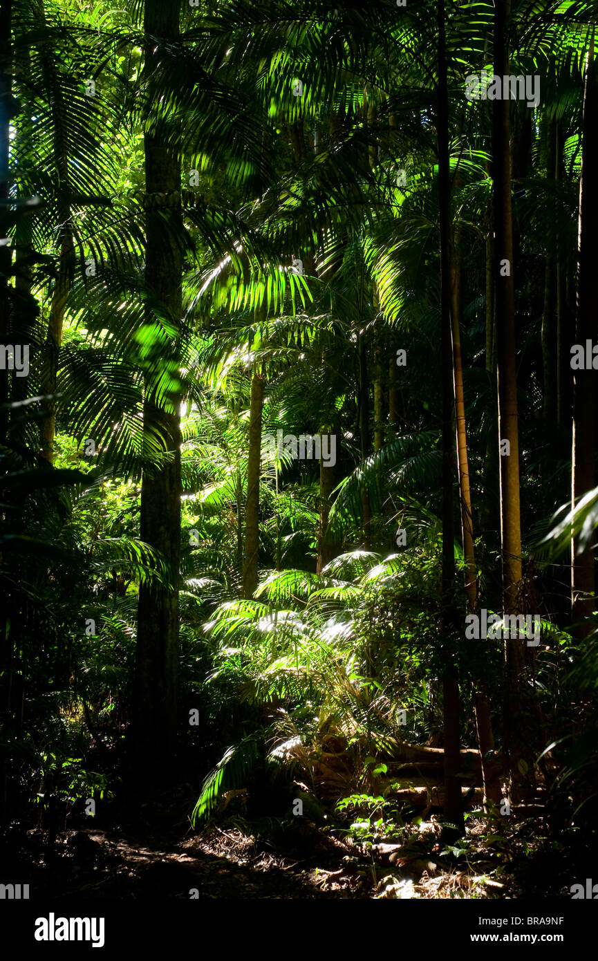Tamborine National Park, Queensland, Australia, Pacific Stock Photo Alamy
