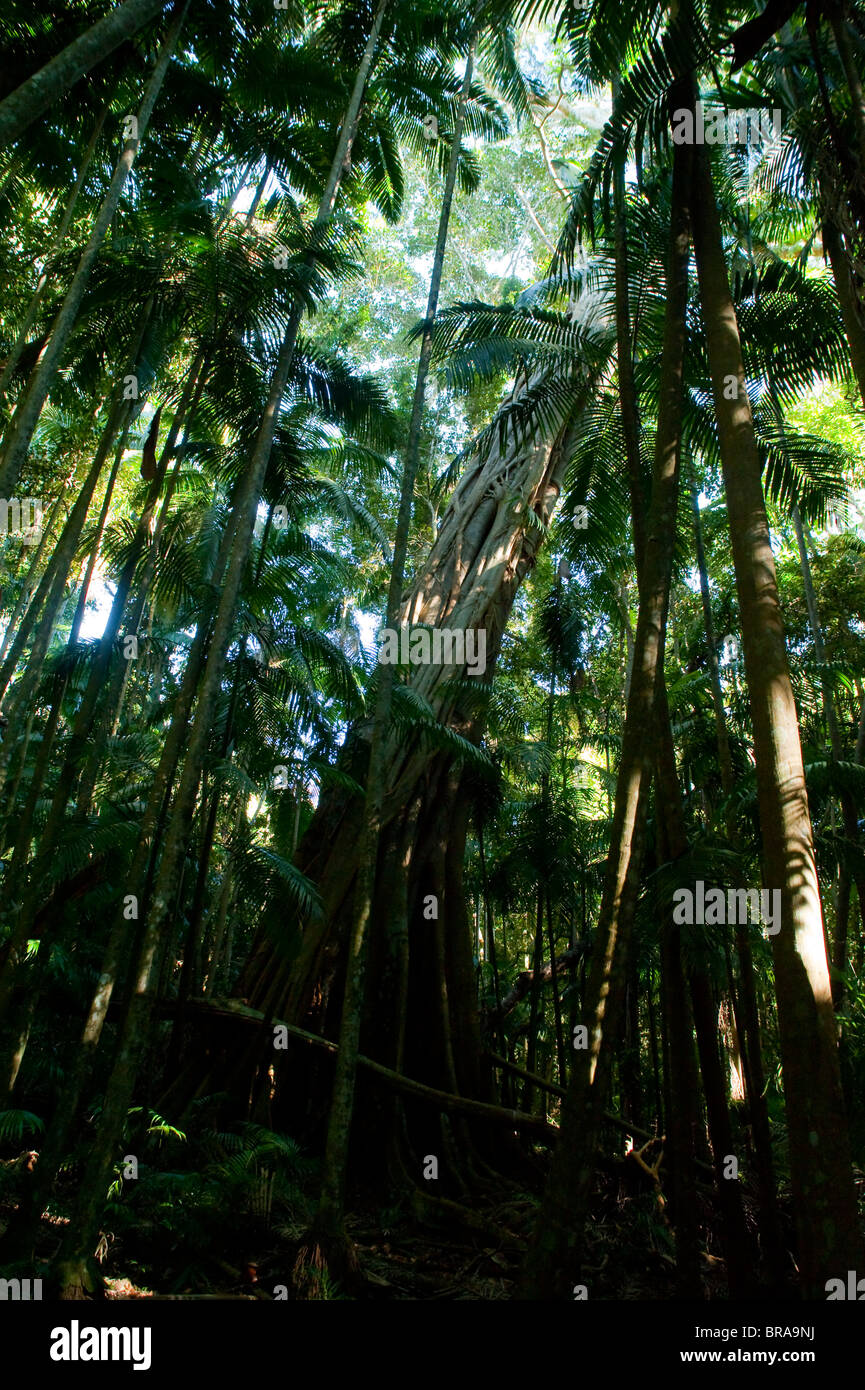 Tamborine National Park, Queensland, Australia, Pacific Stock Photo Alamy