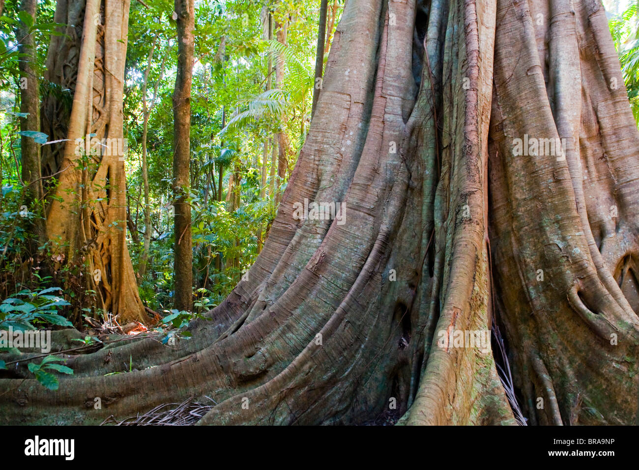 Tamborine National Park, Queensland, Australia, Pacific Stock Photo