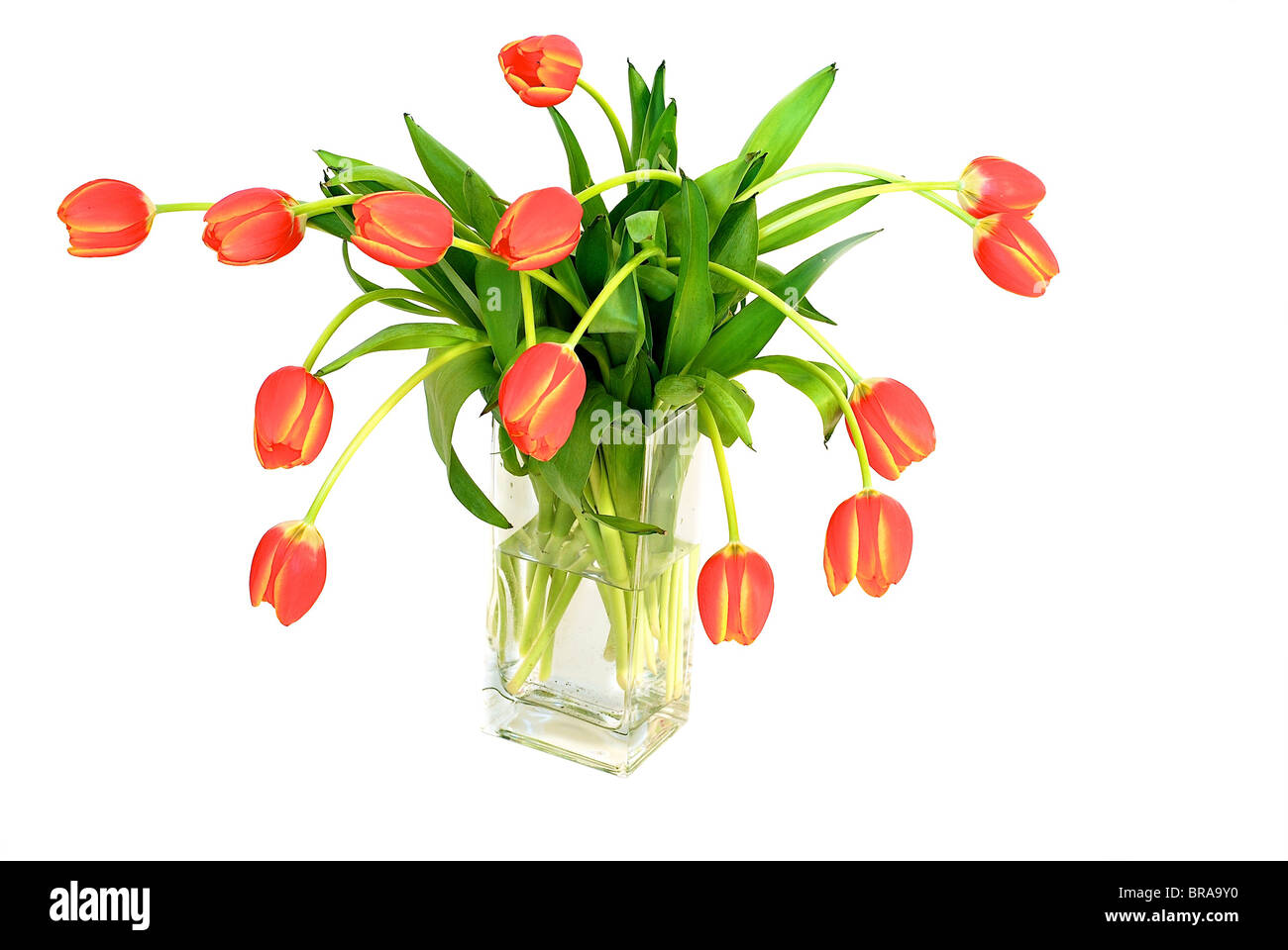 Bouquet of fresh tulips in vase isolated Stock Photo Alamy