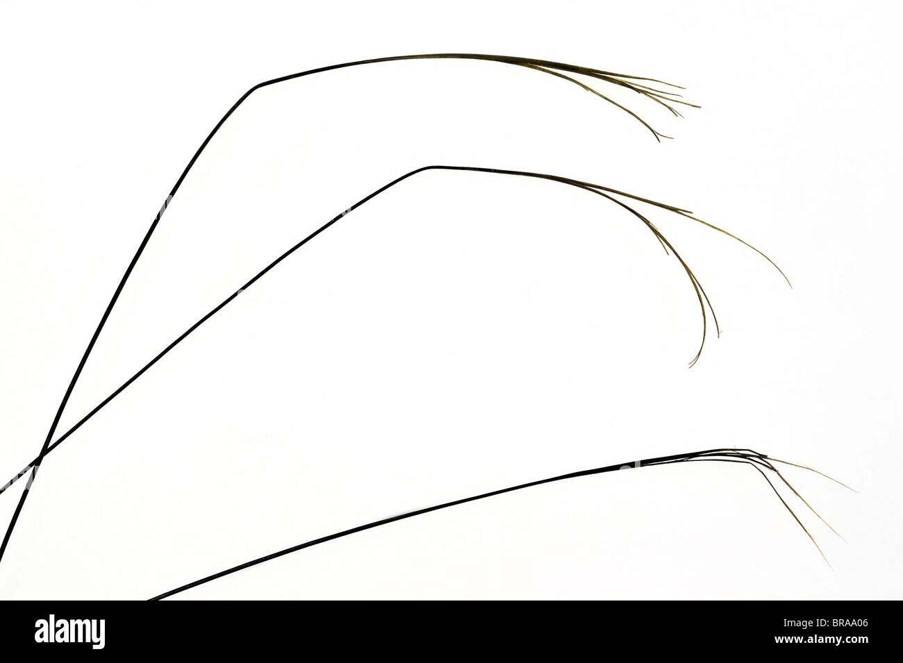 Close-up of split badger hairs (Meles meles) Stock Photo