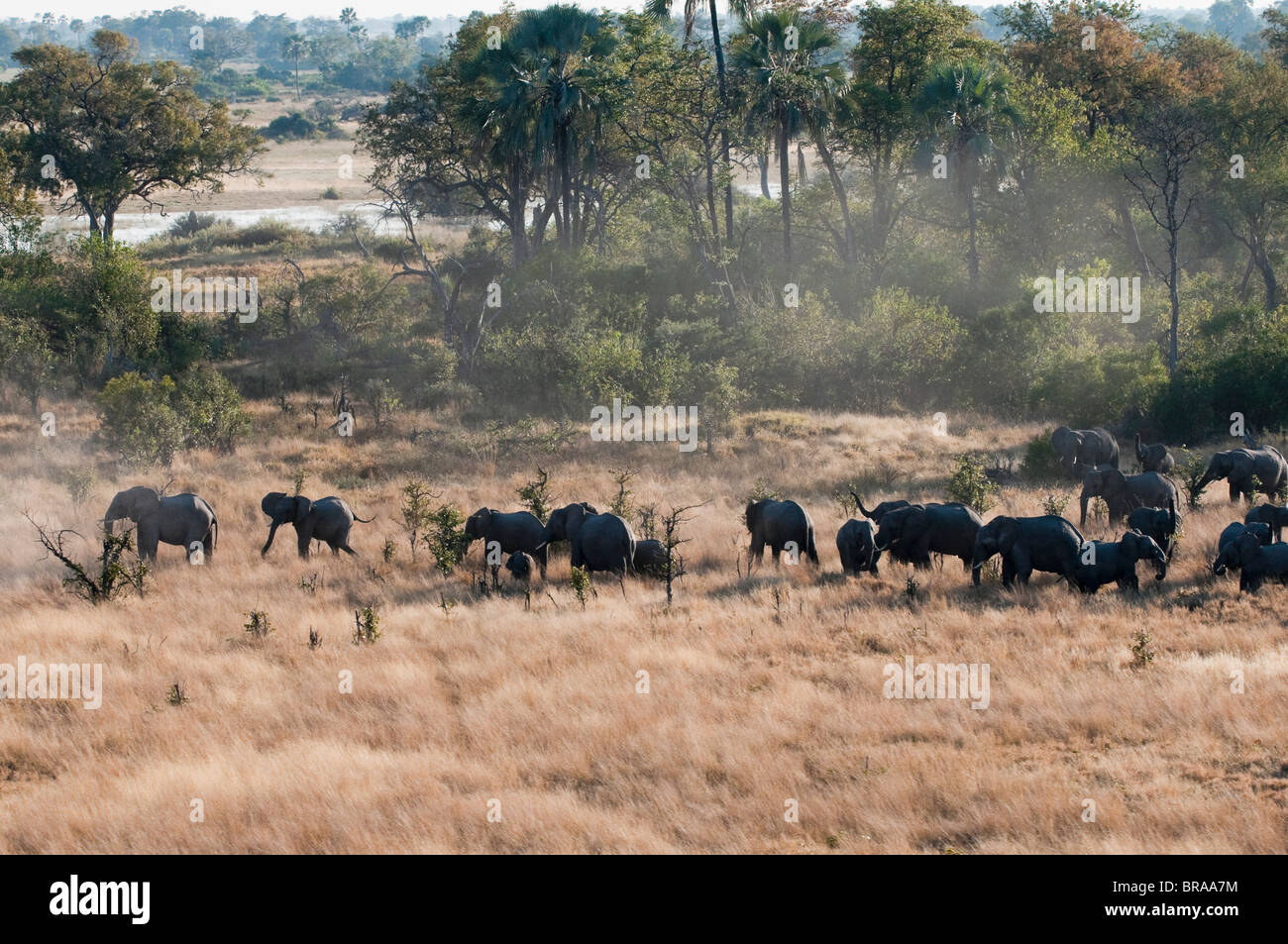 Aerial view of African elephant herd (Loxodonta africana) on Okavango Delta, Botswana, Africa Stock Photo